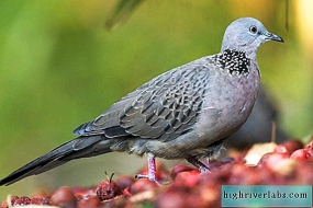 https://img.highriverlabs.com/img/animalrea-2019/gorlica-vsem-izvestnij-golub-4.jpg